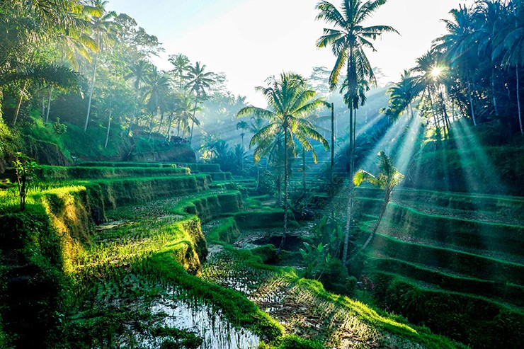 Tư vấn Luật sư